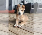 Small Photo #2 Siberian Husky-Unknown Mix Puppy For Sale in Oakhurst, NJ, USA