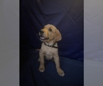 Small Photo #1 Golden Retriever Puppy For Sale in SAN FERNANDO, CA, USA