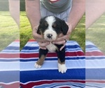 Puppy Puppy 2 Bernese Mountain Dog