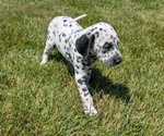 Small Photo #26 Dalmatian Puppy For Sale in GOSHEN, IN, USA
