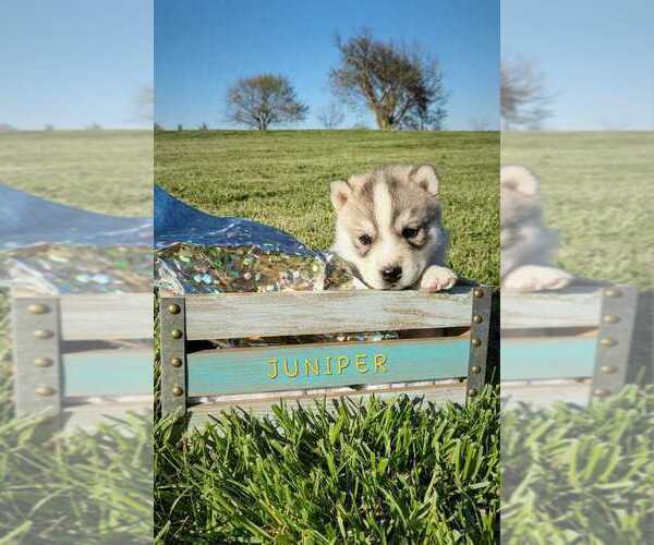 Medium Photo #2 Siberian Husky Puppy For Sale in MIAMI, OK, USA