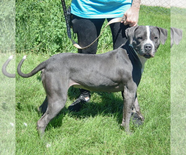 Medium Photo #2 American Bulldog-American Staffordshire Terrier Mix Puppy For Sale in Huntley, IL, USA