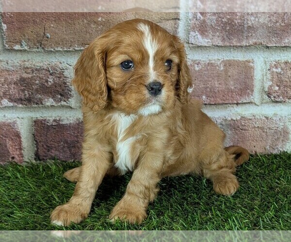 Medium Photo #2 Cavalier King Charles Spaniel Puppy For Sale in MOBERLY, MO, USA