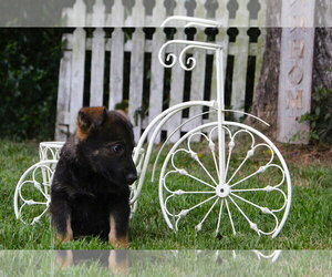 German Shepherd Dog Dogs for adoption in Holly Hill, SC, USA