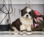 Small Photo #5 Shih Tzu Puppy For Sale in FREDERICKSBG, OH, USA