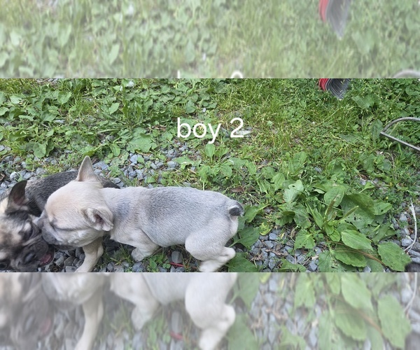Medium Photo #3 French Bulldog Puppy For Sale in MAPLETON, ME, USA
