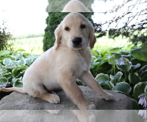 Golden Retriever Puppy for sale in SHILOH, OH, USA