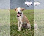 Small #2 Great Pyrenees Mix