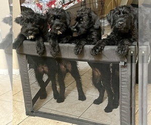 Schnauzer (Giant) Puppy for Sale in LAS VEGAS, Nevada USA