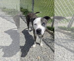 Small #3 Mutt