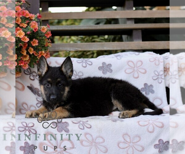 Medium Photo #2 German Shepherd Dog Puppy For Sale in LANCASTER, PA, USA