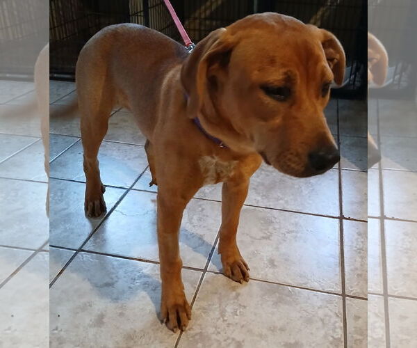 Medium Photo #1 Labrador Retriever-Unknown Mix Puppy For Sale in Newfoundland, PA, USA