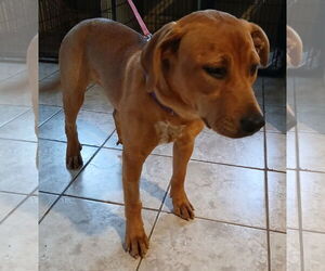 Labrador Retriever-Unknown Mix Dogs for adoption in Newfoundland, PA, USA