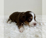 Small #9 Aussiedoodle Miniature -Miniature Bernedoodle Mix