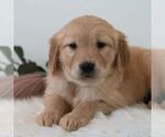 Small #5 Golden Retriever