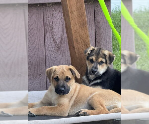 Medium Photo #6 Black Mouth Cur-German Shepherd Dog Mix Puppy For Sale in MIDWAY, UT, USA