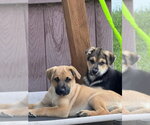 Small #5 Black Mouth Cur-German Shepherd Dog Mix