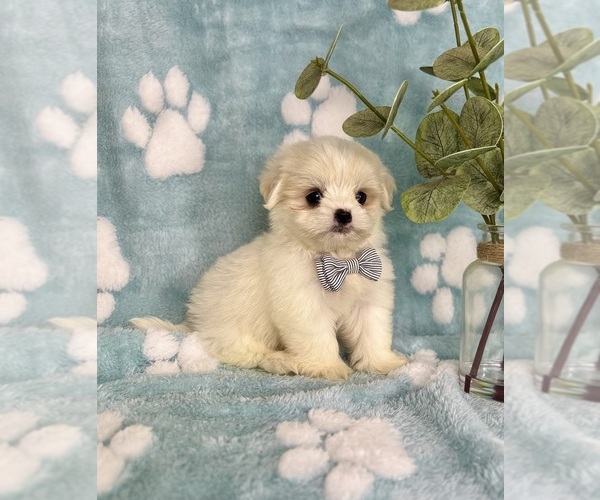 Medium Photo #3 Mal-Shi Puppy For Sale in NOBLESVILLE, IN, USA