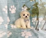 Small #2 Mal-Shi