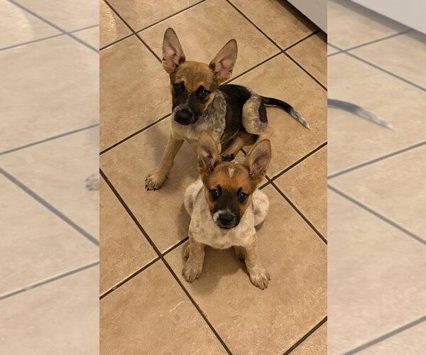 Medium Photo #12 Mutt Puppy For Sale in Dana Point, CA, USA