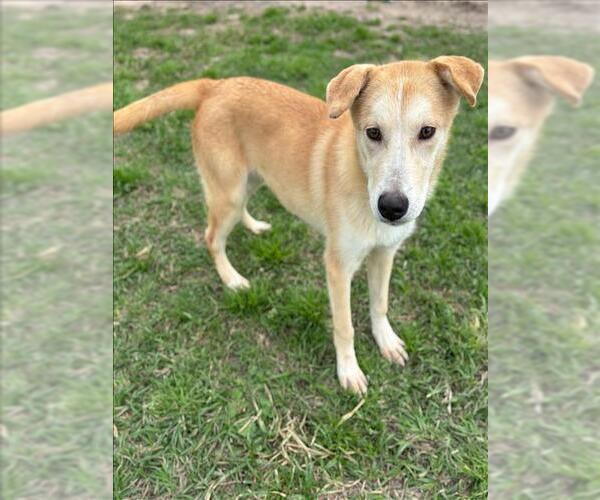 Medium Photo #2 Labrador Retriever-Unknown Mix Puppy For Sale in Conroe, TX, USA