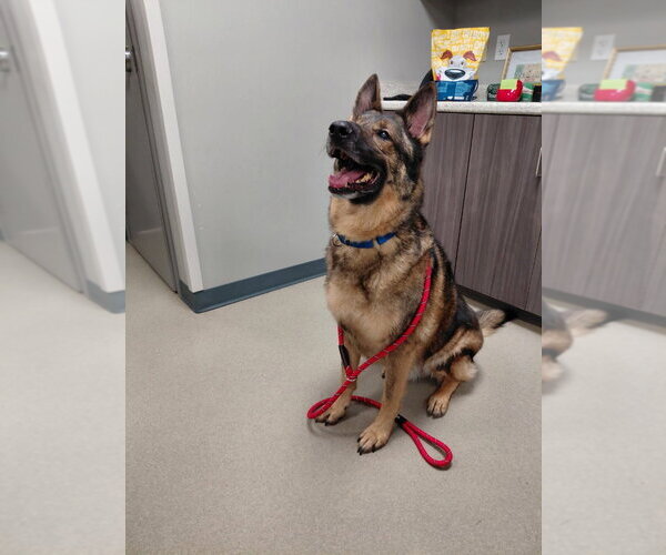 Medium Photo #3 German Shepherd Dog Puppy For Sale in South Bend, IN, USA