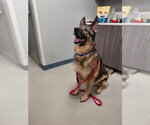 Small #2 German Shepherd Dog
