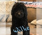 Small Photo #9 Poodle (Standard) Puppy For Sale in SPLENDORA, TX, USA