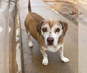 Max Lucas - - Male Beagle Dog for Adoption - Photo #13