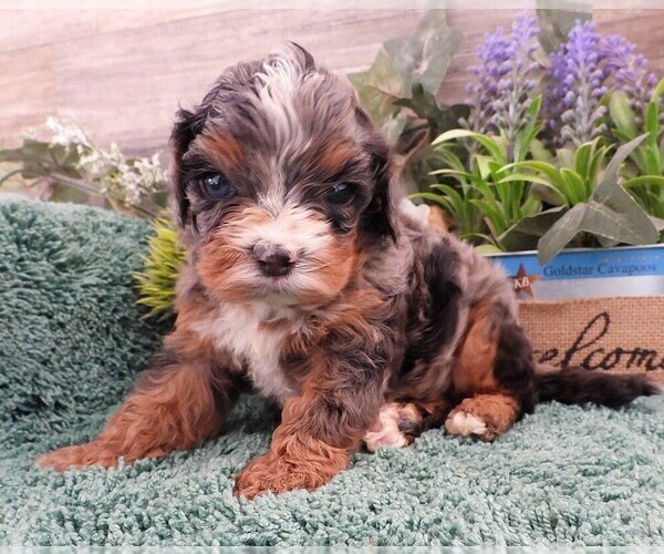 Medium Photo #2 Cavapoo Puppy For Sale in CARLISLE, KY, USA
