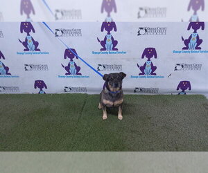 Chihuahua Dogs for adoption in Orlando, FL, USA