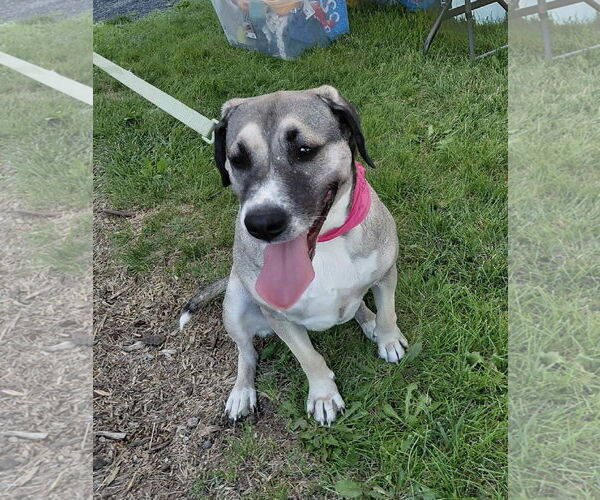 Medium Photo #5 Anatolian Shepherd-Unknown Mix Puppy For Sale in Germantown, OH, USA