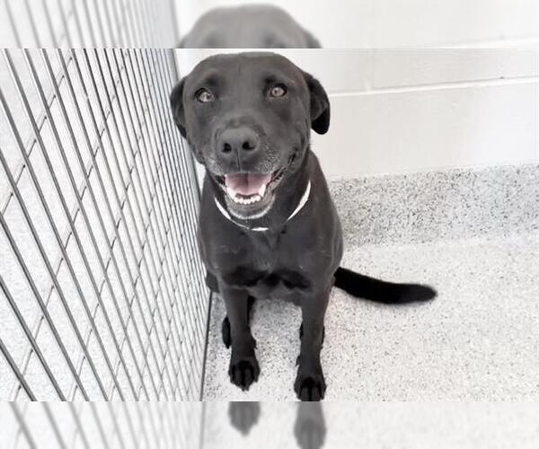 Medium Photo #2 Labrador Retriever Puppy For Sale in Houston, TX, USA