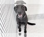 Small #1 Labrador Retriever
