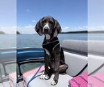 Small Photo #10 American Foxhound-Unknown Mix Puppy For Sale in Cary, NC, USA