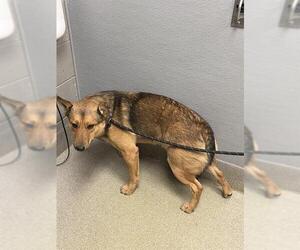 Shiba Inu-Unknown Mix Dogs for adoption in Las Vegas, NV, USA