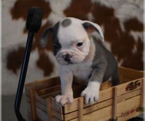 French Bulldog Puppy for sale in MARSHFIELD, MO, USA