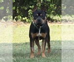 Small #12 Mutt