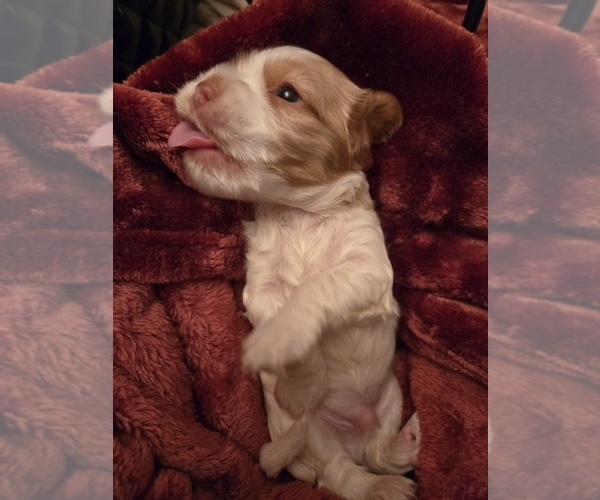 Medium Photo #4 Cocker Spaniel Puppy For Sale in HALYOKE, MA, USA