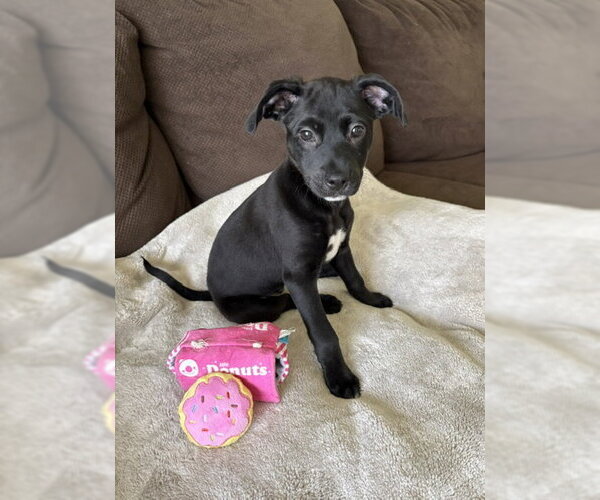 Medium Photo #2 Mutt Puppy For Sale in Genesee, WI, USA