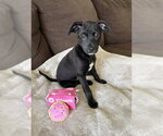 Small #1 Mutt
