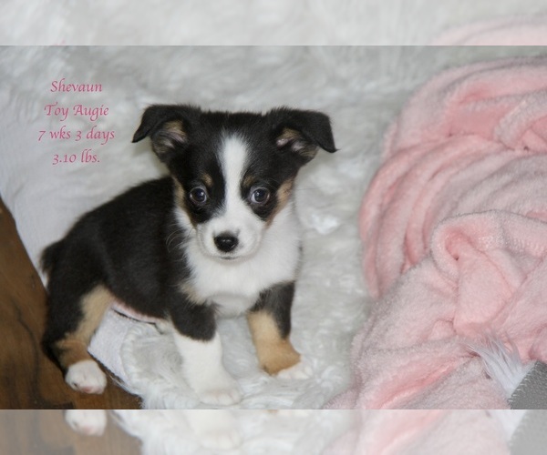 Medium Photo #1 Aussie-Corgi-Miniature Australian Shepherd Mix Puppy For Sale in LIND, WA, USA