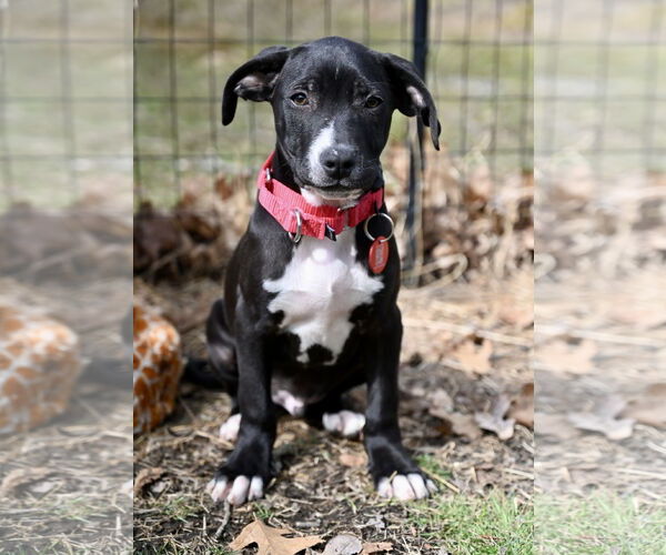 Medium Photo #1 Boston Huahua Puppy For Sale in Wakefield, RI, USA