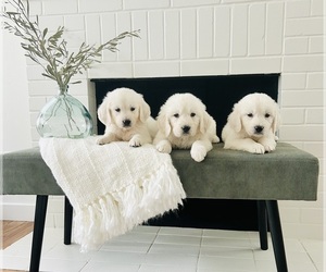 English Cream Golden Retriever Puppy for sale in SACRAMENTO, CA, USA