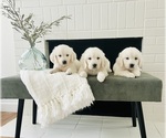 Small English Cream Golden Retriever