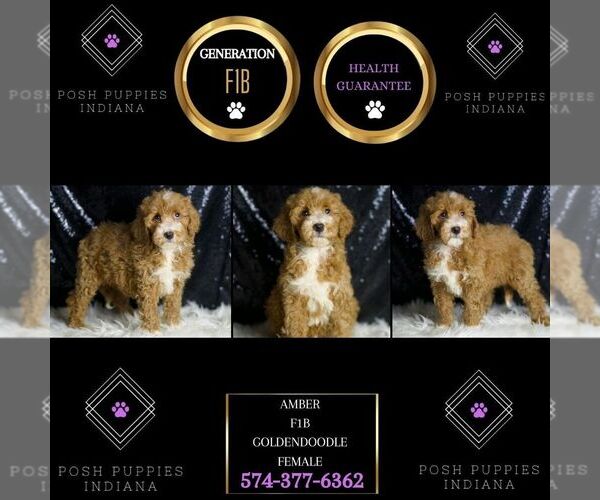 Medium Photo #7 Goldendoodle (Miniature) Puppy For Sale in WARSAW, IN, USA