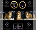 Small #6 Goldendoodle (Miniature)