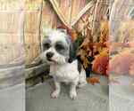 Small #2 Shih Tzu Mix