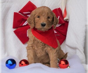 Goldendoodle-Poodle (Standard) Mix Puppy for sale in FREDERICKSBG, OH, USA