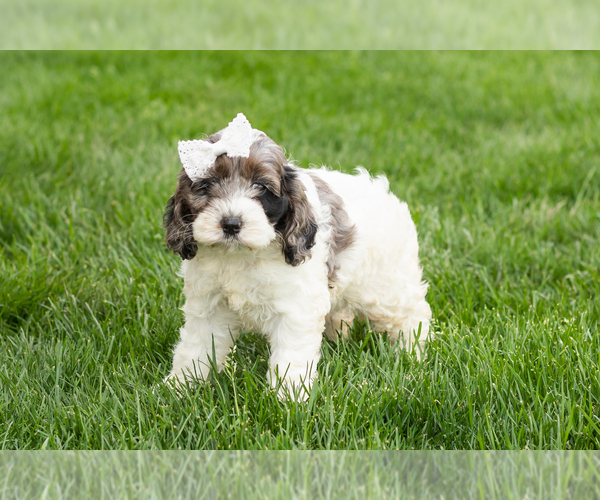 Medium Photo #3 Cockapoo (Miniature) Puppy For Sale in NAPPANEE, IN, USA